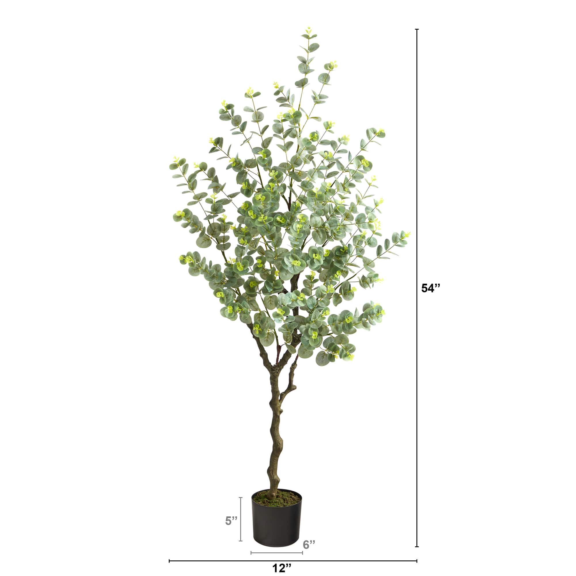 4.5ft. Potted Eucalyptus Tree